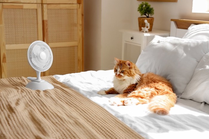 白いソファでくつろぐ猫