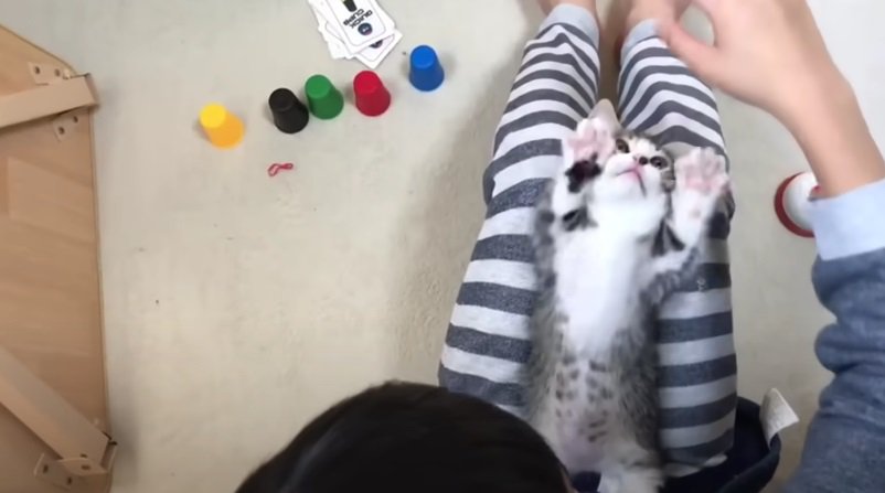 手を伸ばす子猫