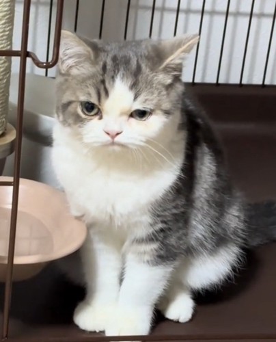 しょんぼり顔のぐるくん