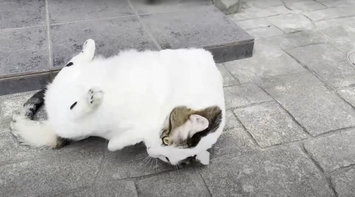 転がって左を向いている猫