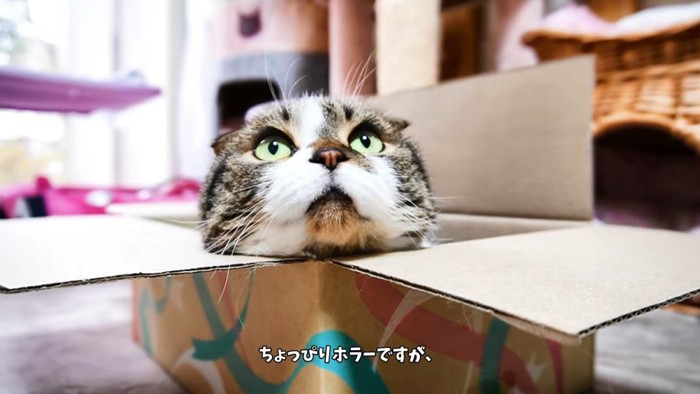 上を見る猫