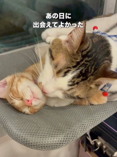 子猫と成猫