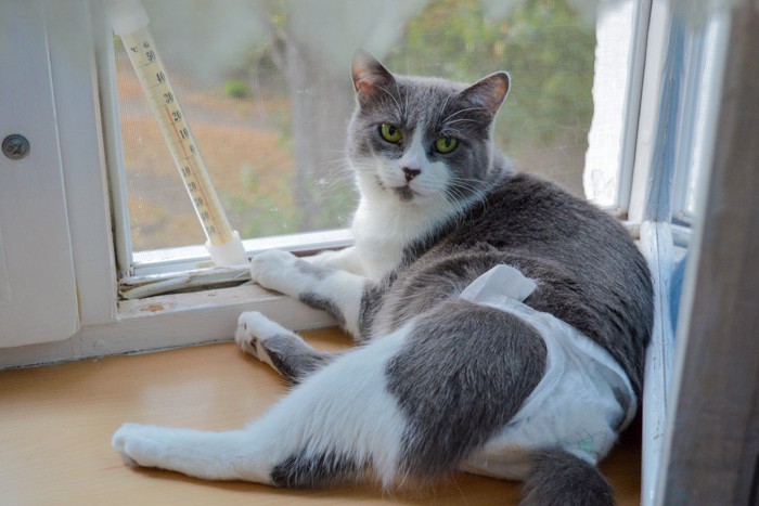 おむつをはく猫