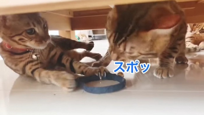 首輪が外れた猫