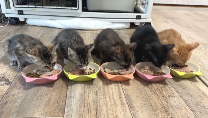 ごはんタイム