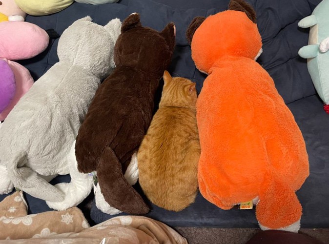 ぬいぐるみと猫