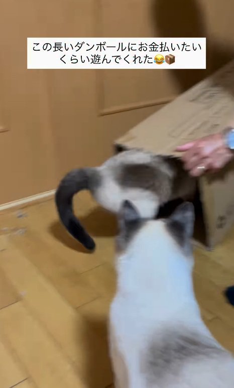 ダンボールに入る猫