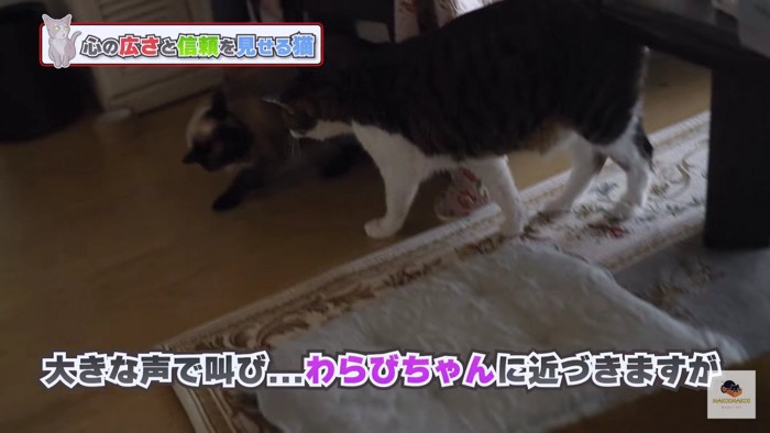 シャム猫に近づく大きなキジシロ