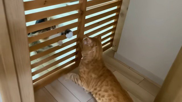 扉越しに向かい合う二匹の猫