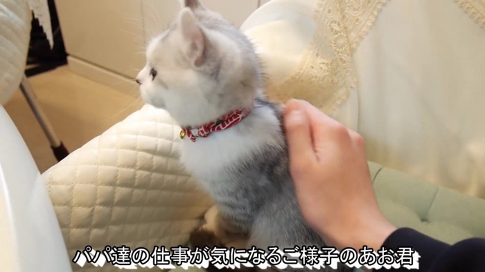お座りして背中を撫でられているアメリカンカールの子猫