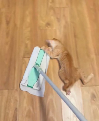 掃除道具から振り落とされる子猫