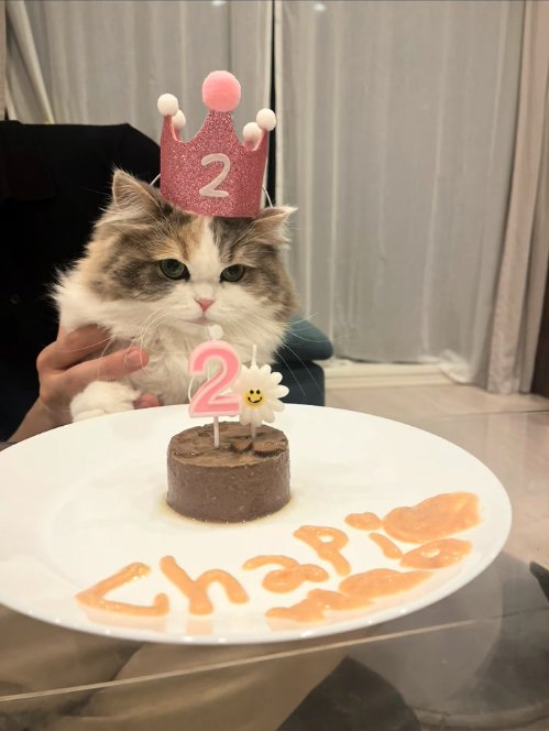 2歳の誕生日を祝われている猫