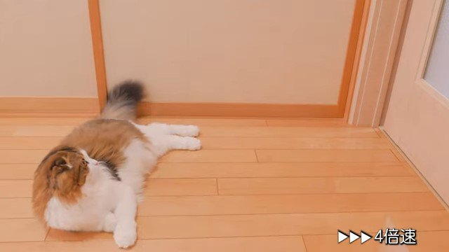 寝そべってドアを見上げる猫