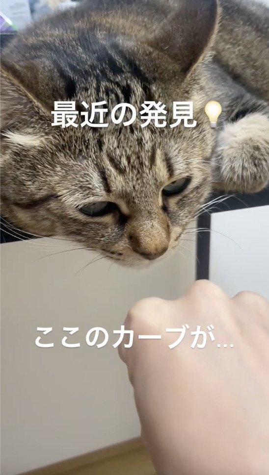 猫の顔に拳を近づける飼い主