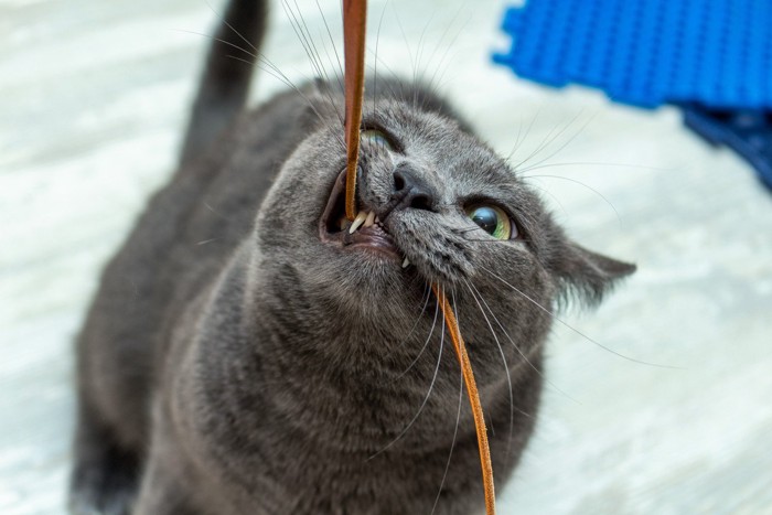 必死にコードを噛む猫