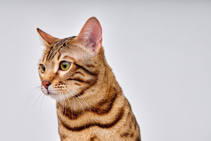 ジーッと何かを見つめている猫