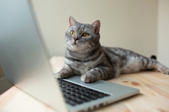リサーチする猫