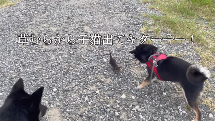 2匹の犬と子猫
