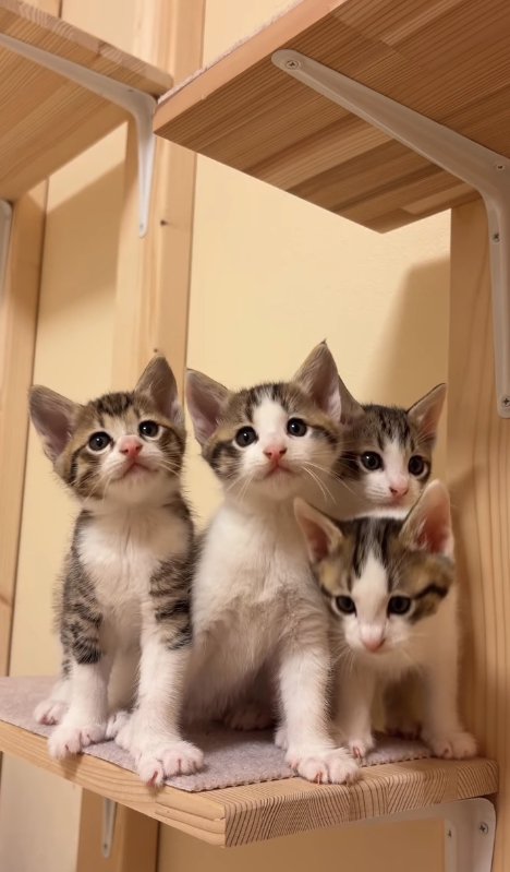 キャットタワーのステップの端に集まる4匹の子猫