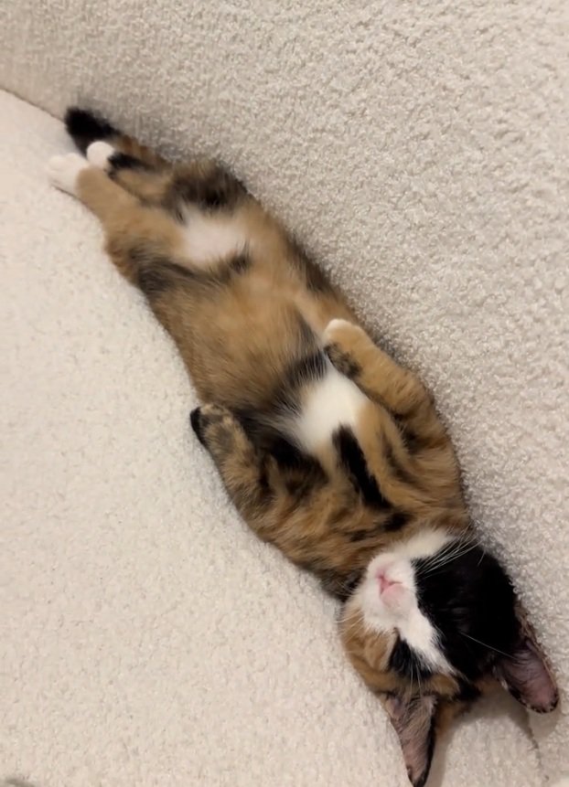 仰向けで眠るラニちゃん