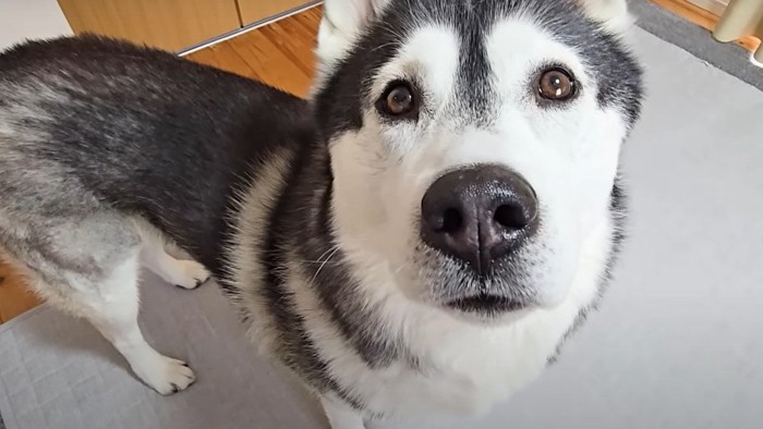 心配そうに見上げるハスキー犬