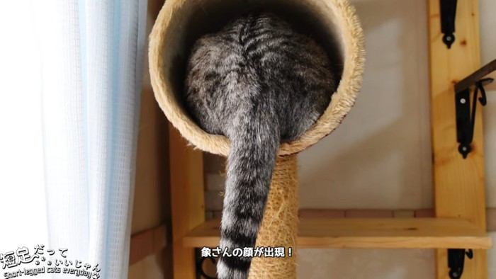 猫のしっぽ