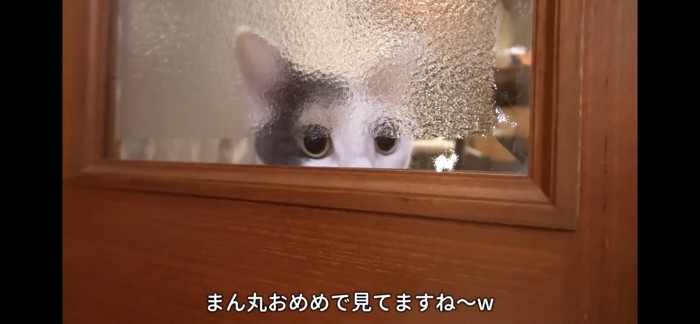 隙間から覗く猫