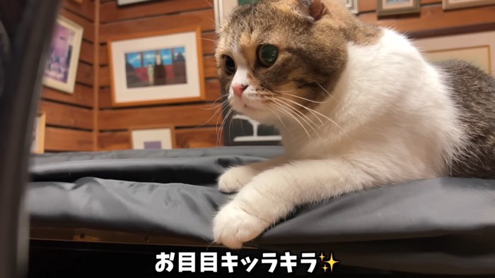 目を丸くしている猫