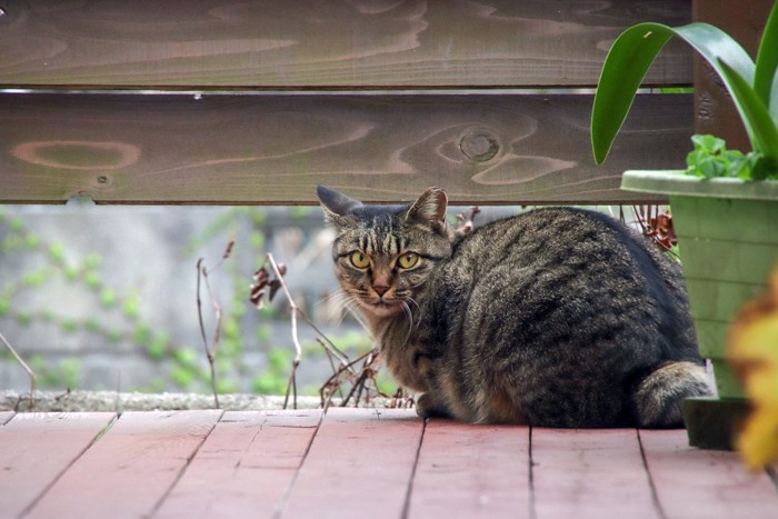 カメラ目線の猫