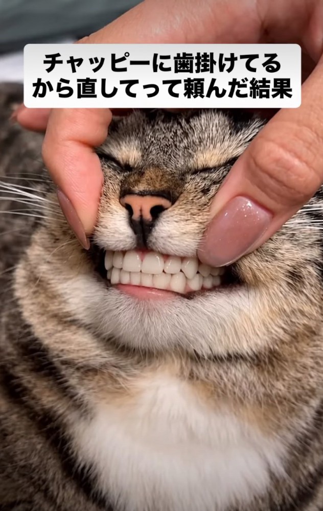 人間の歯になった猫