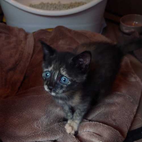 こちらを見見つめる子猫