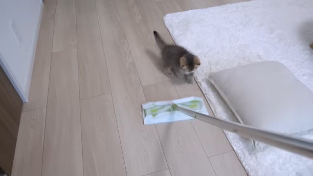 フローリングワイパーを見る子猫