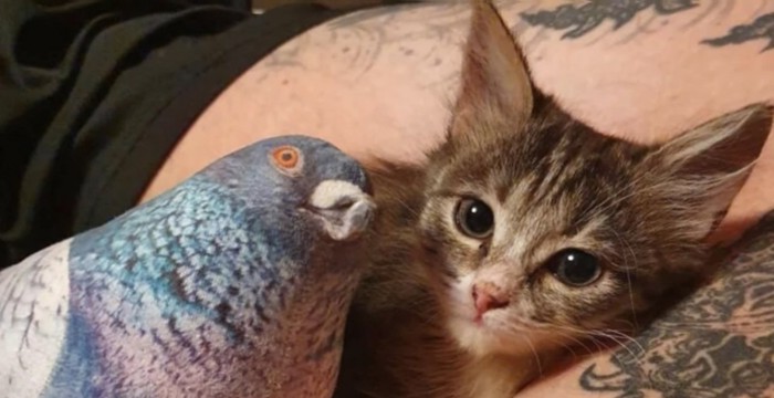 鳩のぬいぐるみと子猫