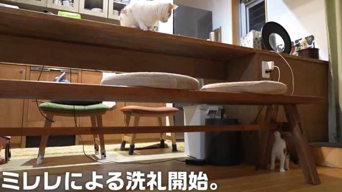 机の上に座っている猫