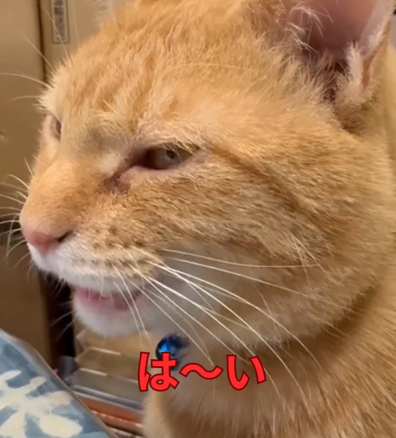 目を細めながら鳴き声を上げる猫