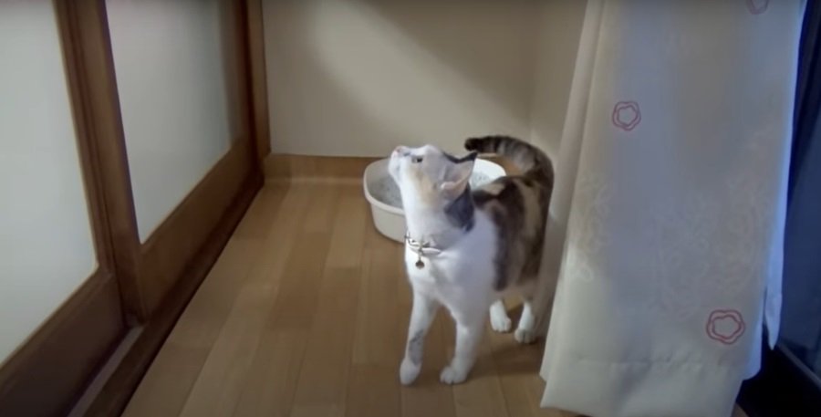 上を見上げる猫