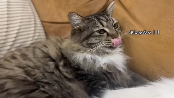 テロップ「ぶしゅん」