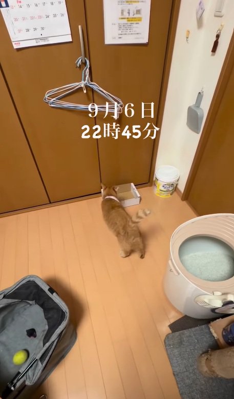 マイペースな猫