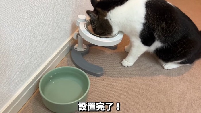 食事中の猫