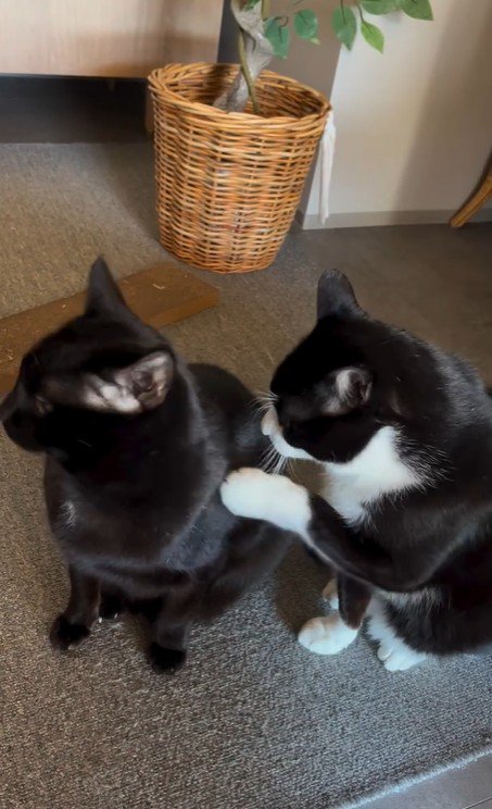 並んで座っている2匹の猫