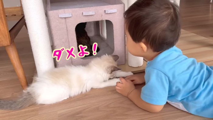 ダメよ!