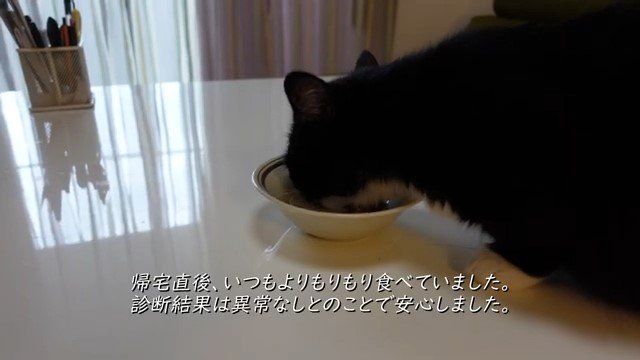 エサを食べる猫