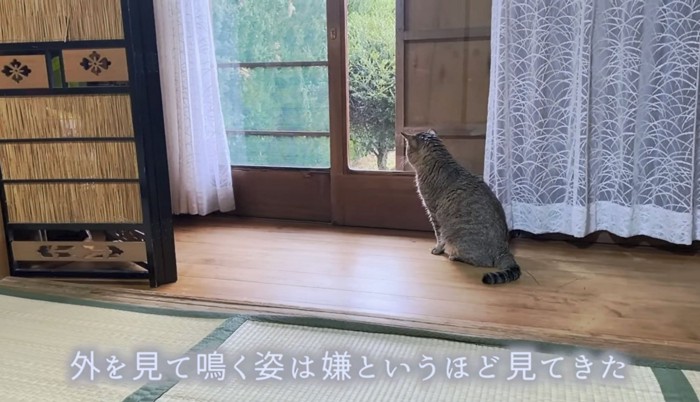 泣かないで、トラくん