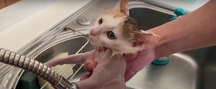 タオルで身体を拭かれる子猫