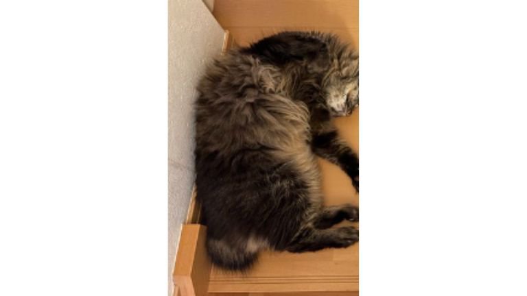 寝ている猫