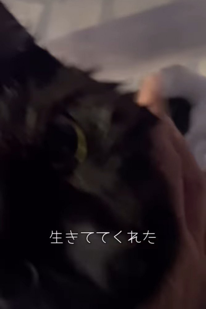 黒猫の顔