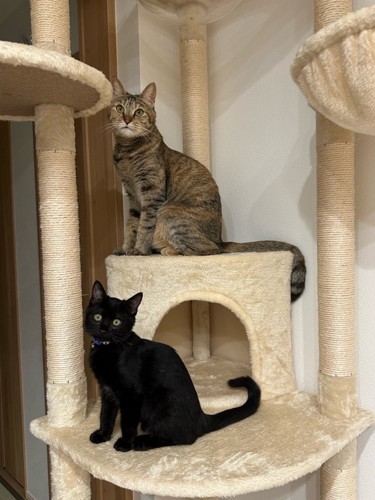 キャットタワーに乗る2匹の猫
