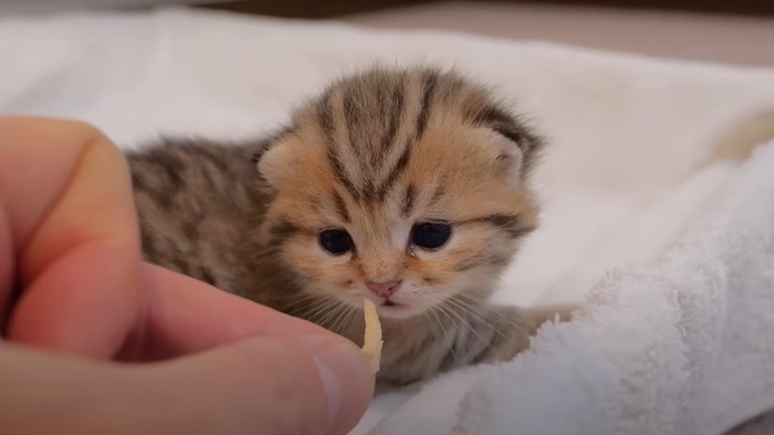 チキンのにおいを嗅ぐロコくん