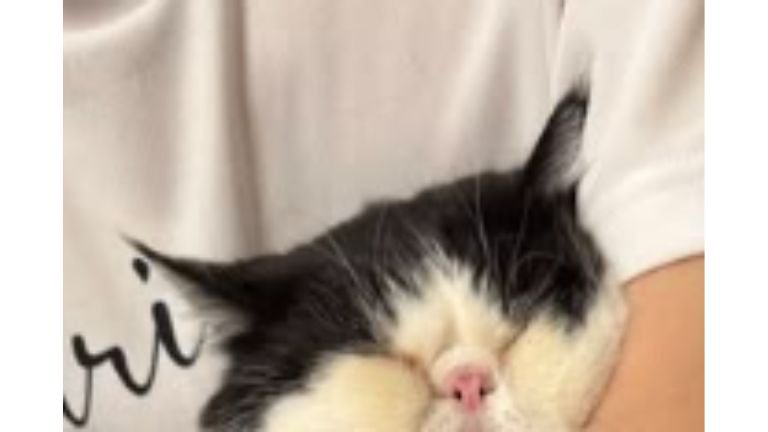 抱っこされている猫