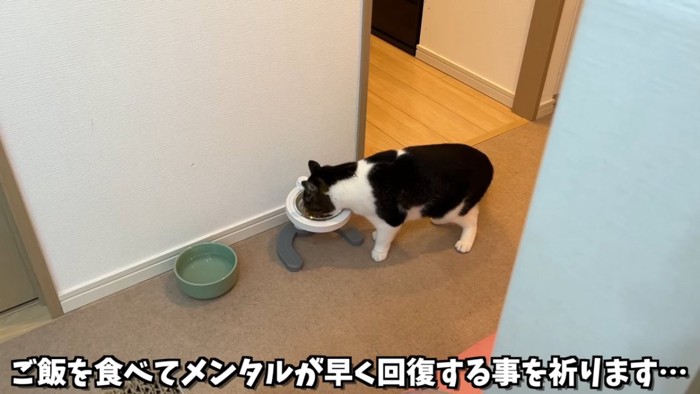 ご飯を食べる猫